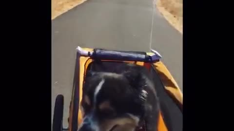 Black dog inside of an orange dog bike stroller