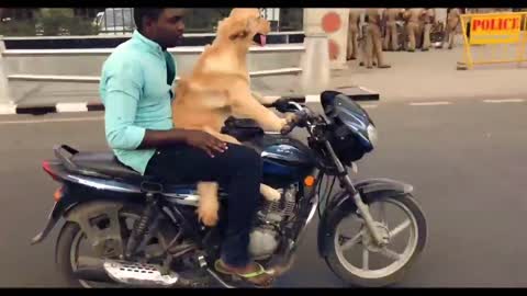 Dog riding a bike like pro😎 | very funny video