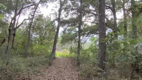 Florida Trail Hike between the Ocala Baseline Park Trailhead to Santos Trailhead