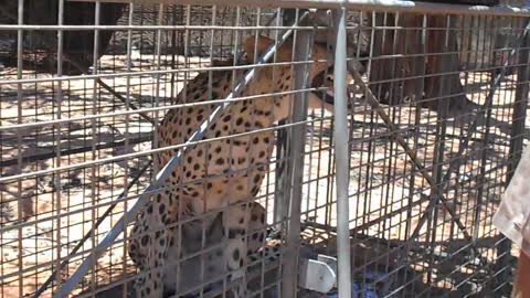 Cooling down a wild cheetah waiting to get collared