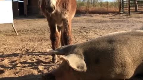 Cerdo y Burro rescatados en Santuario Vegan