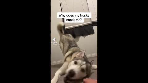 huskies being dramatic for 12 minutes