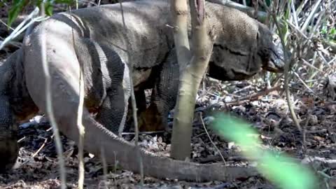 The world's largest lizard lives on Komodo Island