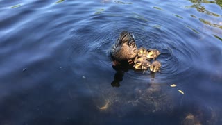 New baby ducks