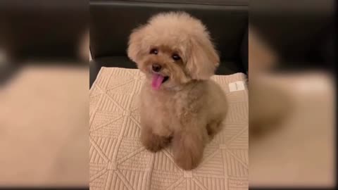 aby Dogs - Cute and Funny Dog Videos Compilation