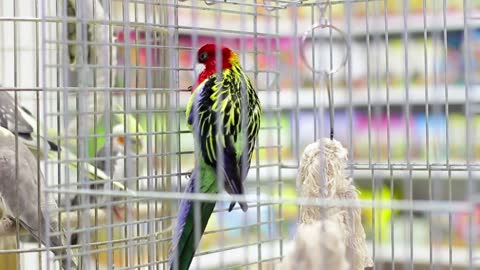 Parrot sits in a cage on the counter of a pet store