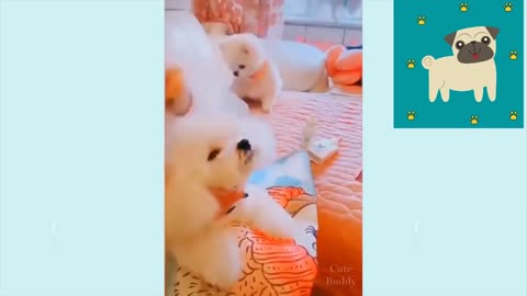 Super Cute Dogs – The Cutest Dog Video Compilation 2022