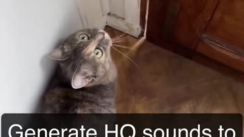 Sounds that attract cats - Meow to make cats come to you