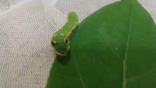 Spicebush swallowtail caterpillar middle stage