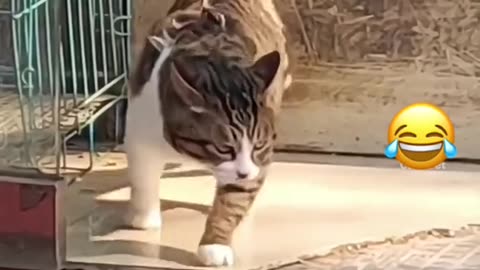 Funny Cats Compilations 😂😂