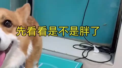 A dog who is also good at physical examination