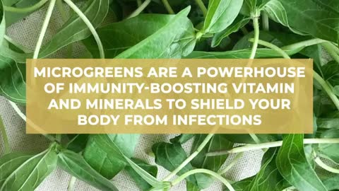 Boost Immunity With Microgreens