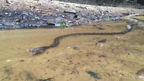 Scrub Python Swimming