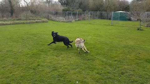 Our Dogs Having Fun