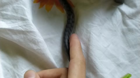 Cute Snake Loves The Dark