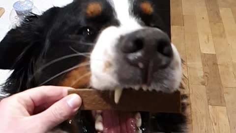 Bernese Mountain Dog Loves Treats