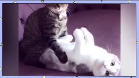 funny videos of cats with different activities