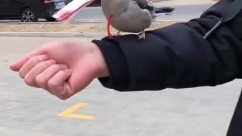 A smart bird is taught to bring money to her owner