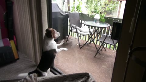 Beagle Dog Chases Squirrels