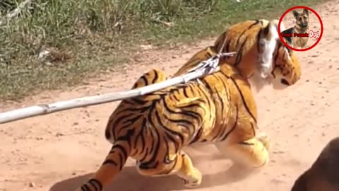 Troll Prank Dog,Trumpet Sound Prank Cat,Fake Tiger Prank Real Dogs | Prank dog So funny 2021