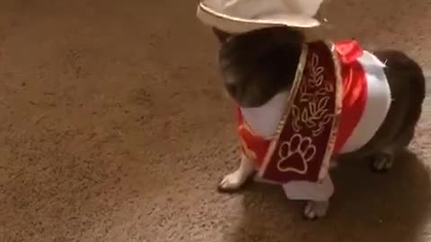 Dog wearing halloween costume