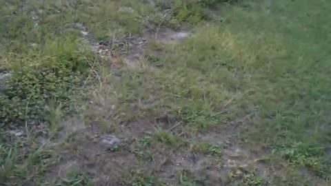 Dog pees on electric fence like man