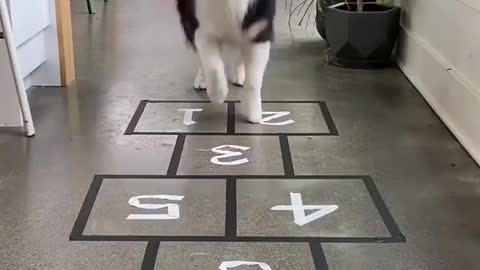 Smart dog playing hopscotch