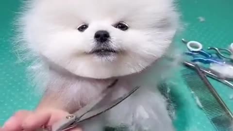 Cute Dogs ( hair cutting)