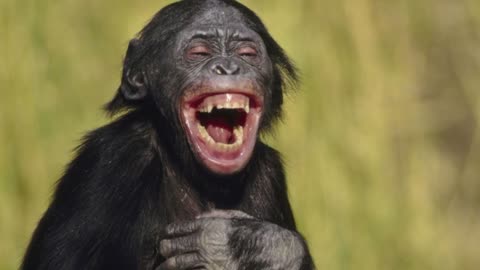 Do animals laugh?