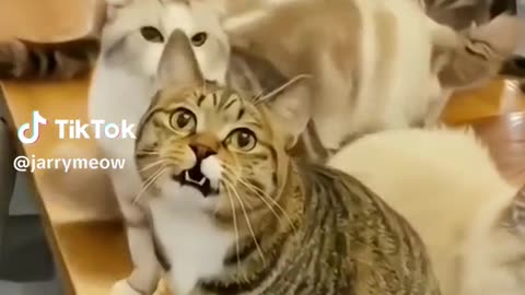 Funny Cat videos