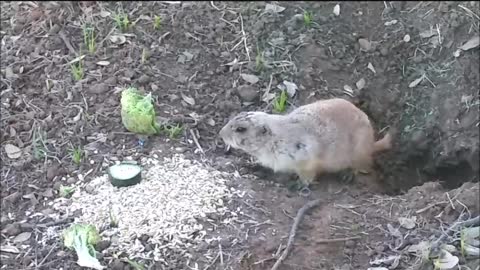 ❤ Feeding Prairie Dogs, Part II 😊