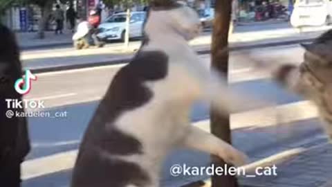 Funny Cats and Dogs Compilation - Tiktok, #13