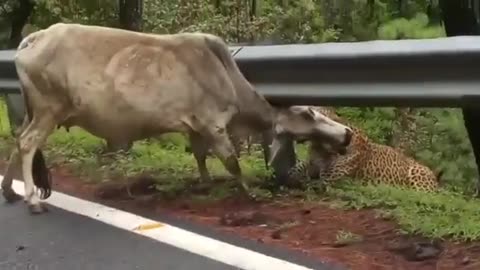 Leopard Attack Cow | Nallamalla Forest | Srisailam | Cheetah Attack |