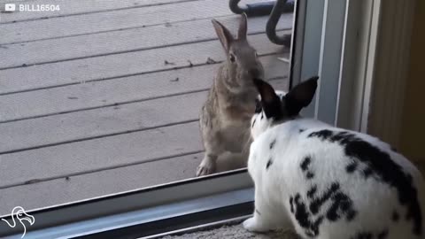 Wild Rabbit Falls Madly In Love With A Pet Bunny