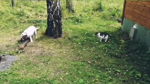 Dogy Eating and an Evil Cat Looking at him