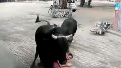 Funny Animal Attack video. Unexpected Animal Attack.