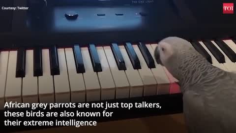 Amazing watch africa parrot playing a piano