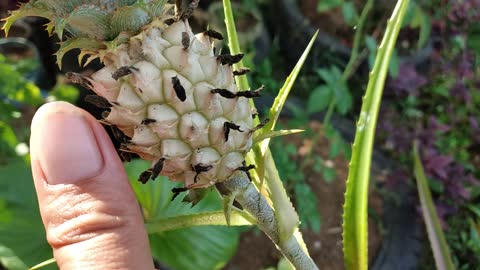 SMALLEST PINEAPPLE EVER