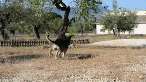 Happy Dog Fetches Ball