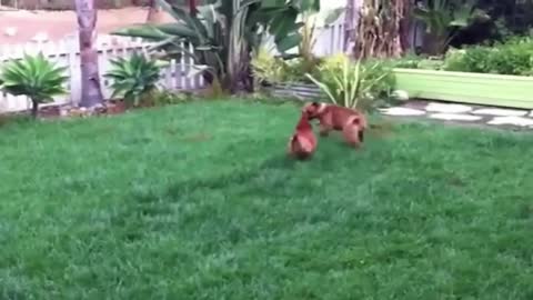 A Fight Between a Dog and a Rooster. Very Funny