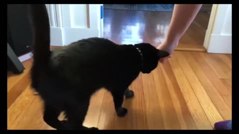 Training_cat_to_follow_and_sit(480p).mp4