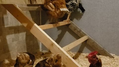 Fun on the farm - Chickens