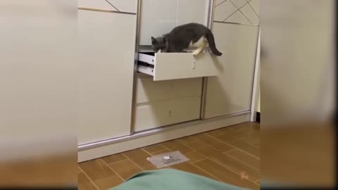 This is my cat opening that drawer in sleeping is very cute moment