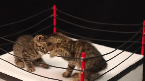 World Wrestling Cats 2023 | The Ultimate Kitten Fighting Competition