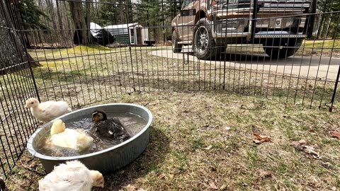 2024 04 04 1st bath outside