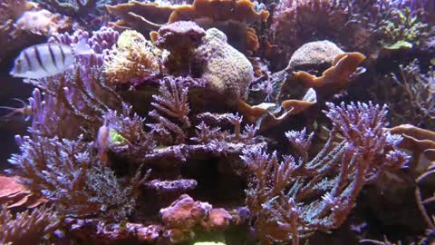 THE BEST 4K Aquarium Video Aquarium 4K TV Screensaver