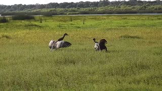 Sandhill Cranes Defending Their Baby from a Turkey