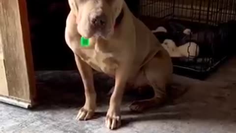 Dog Paralyzed With Fear Learns What Love Is