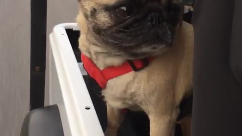 Brown pug sticking head outside jeep