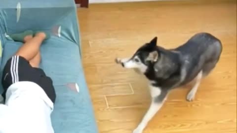 Funny Dog video | Amazing Dogs